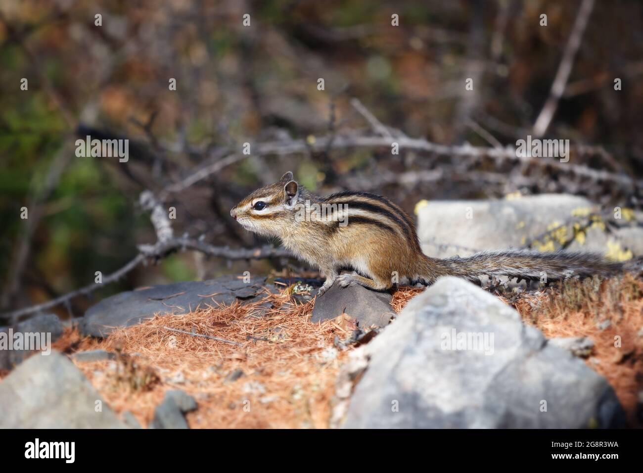 Il morbidente chipmunk si siede su una pietra su uno sfondo sfocato Foto Stock