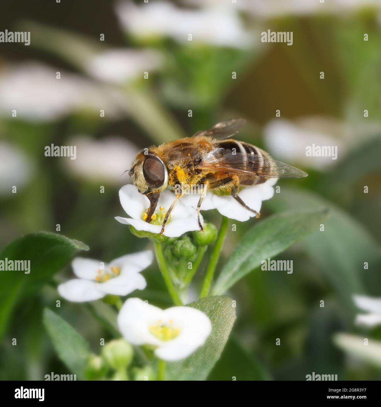 La mosca a strisce raccoglie nettare su fiori bianchi. Fotografia macro. Foto Stock