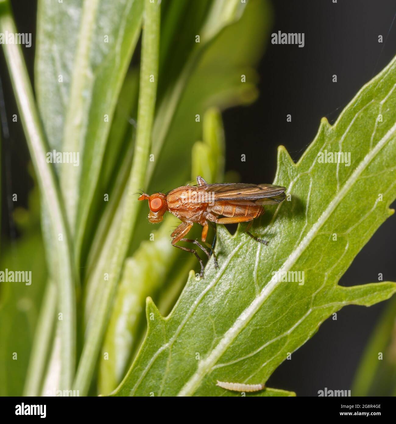 Una piccola mosca arancione si siede su foglie verdi. Fotografia macro. Foto Stock