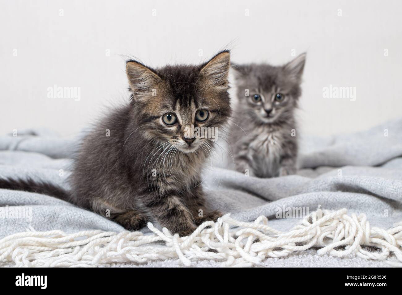 Due piccoli gattini a righe di 1 mese di età gatto si siede su una coperta  su uno sfondo leggero minimalista guardando la fotocamera. Merci per  animali Foto stock - Alamy