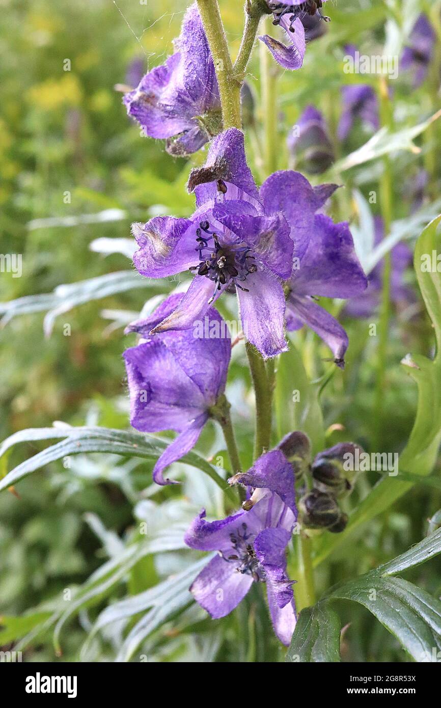 Aconitum napellus ‘Svarietà del parco’ varietà di Aconite Spark – fiori viola a forma di casco e foglie lobate sottili, maggio, Inghilterra, Regno Unito Foto Stock