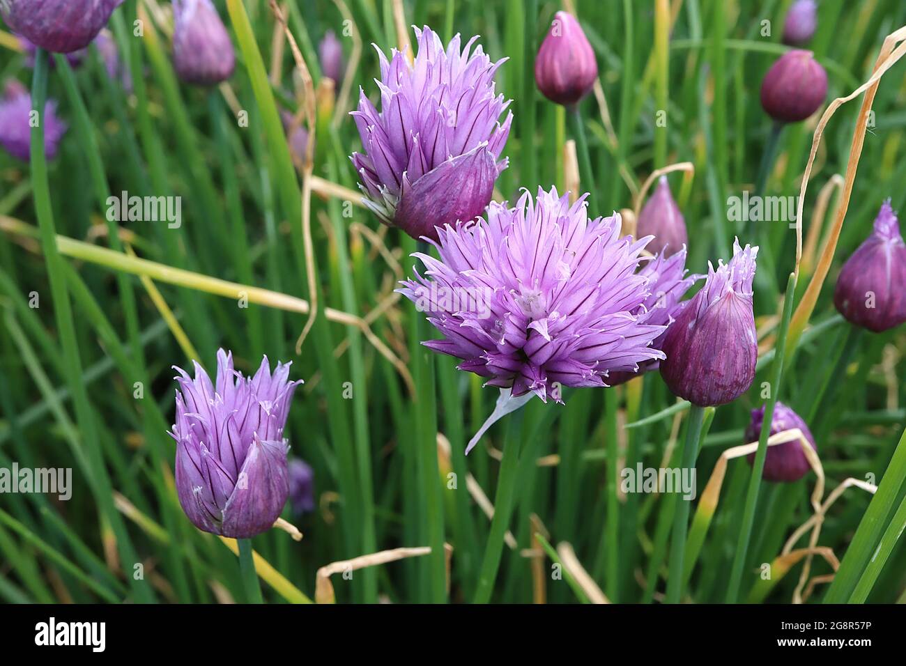 Allium schoenoprasum fiori di erba cipollina – semi-circolari di fiori di rosa violetta e foglie lineari, maggio, Inghilterra, Regno Unito Foto Stock