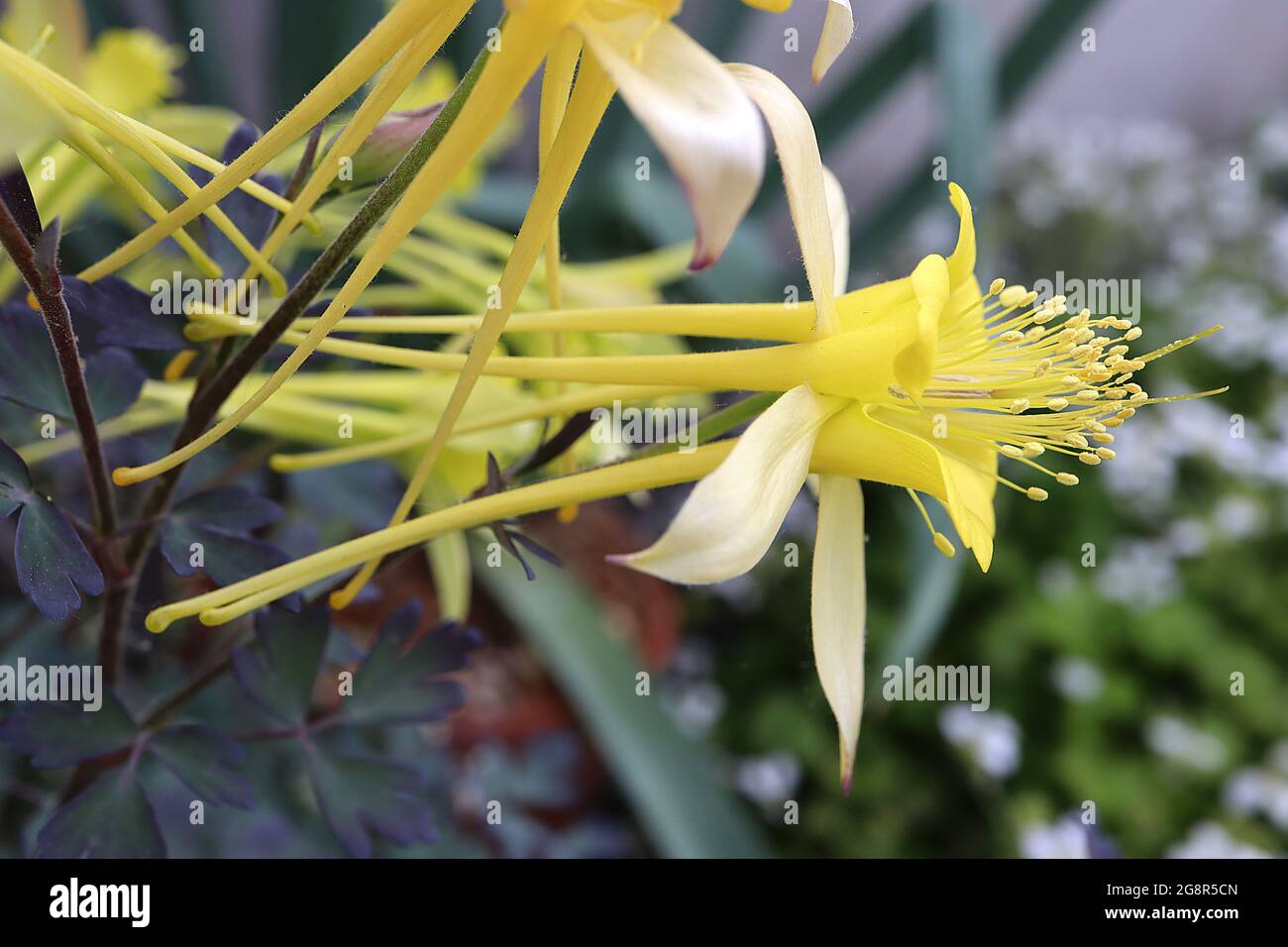 Aquilegia crisantha ‘Chapinlei’ Chaplin’s columbine – fiori gialli a forma di campana con speroni molto lunghi, maggio, Inghilterra, Regno Unito Foto Stock