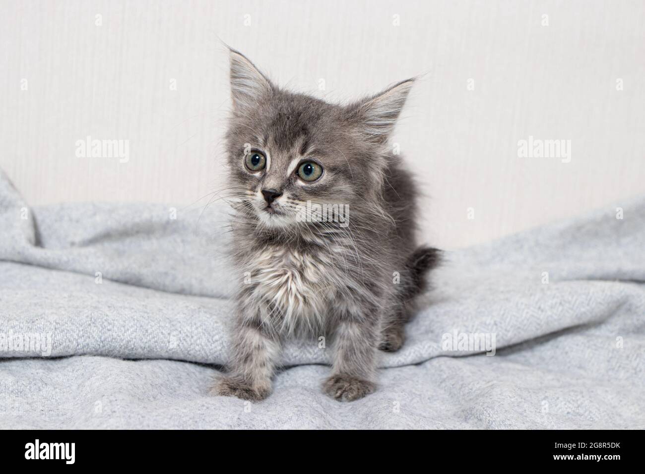 Carino gattino a strisce di 1 mese di età gatto si siede su una coperta su uno sfondo minimalista chiaro guardando fotocamera. Merci per animali. Foto Stock