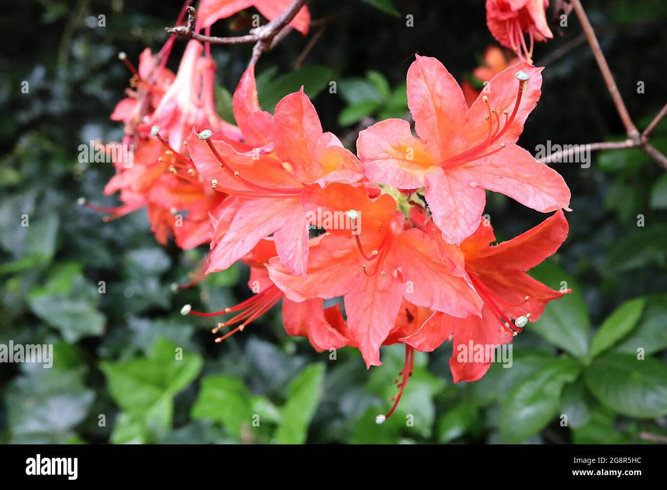 Azalea / Rhododendron calendulaceum Flame azalea – salmone rosa corallo fiori con riflessi gialli, maggio, Inghilterra, Regno Unito Foto Stock