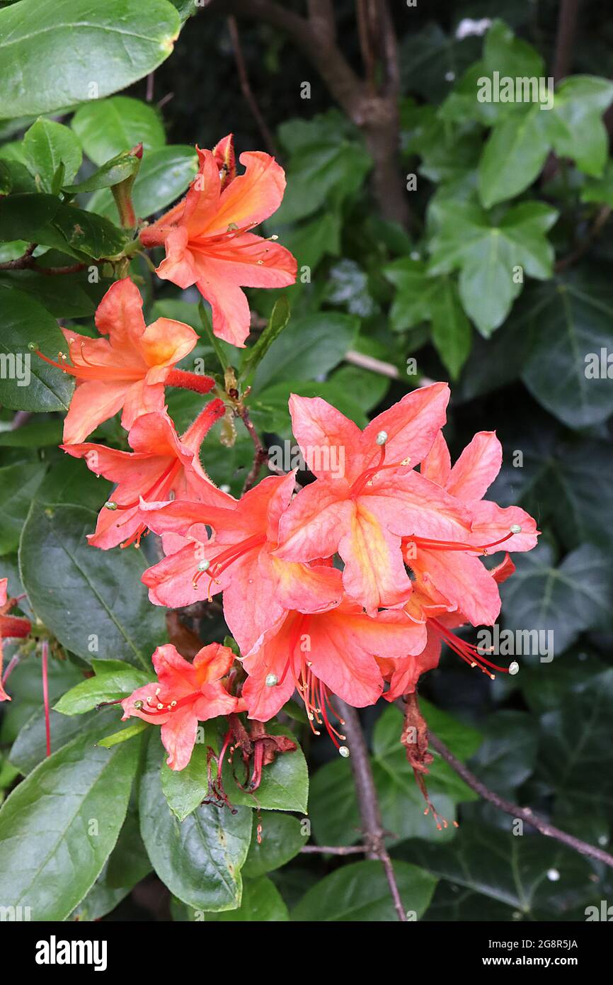 Azalea / Rhododendron calendulaceum Flame azalea – salmone rosa corallo fiori con riflessi gialli, maggio, Inghilterra, Regno Unito Foto Stock