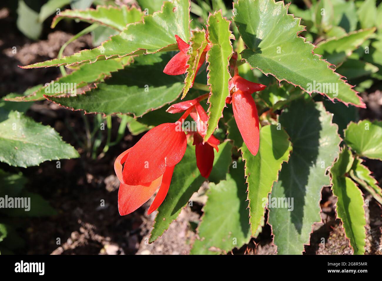 Begonia boliviensis ‘Crackling Fire Red’ Bolivian Begonia Crackling Fire Red – scintillanti fiori rossi scanalati e foglie verdi asimmetriche vivide, maggio, Foto Stock