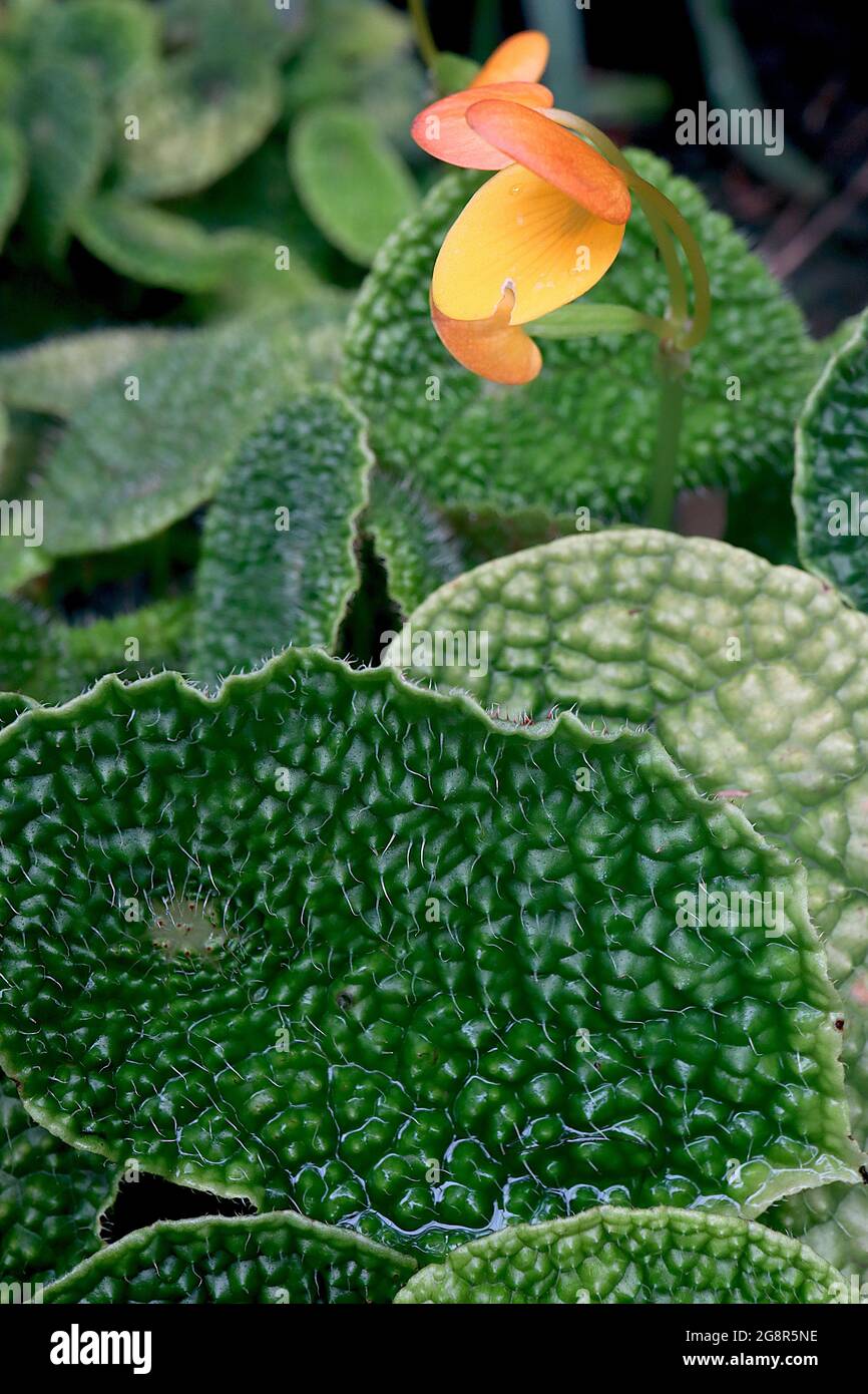 Begonia ficicola ‘Microspermatum’ in coppia con fiori gialli rotondi e foglie verdi altamente testurizzate, maggio, Inghilterra, Regno Unito Foto Stock