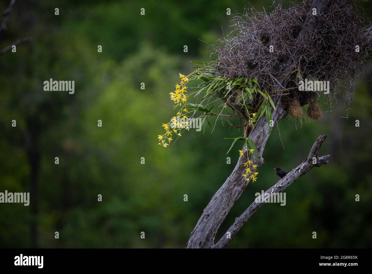 Un orchidea leopardo, Diuris pardina, in fiore attaccato ad un albero Foto Stock