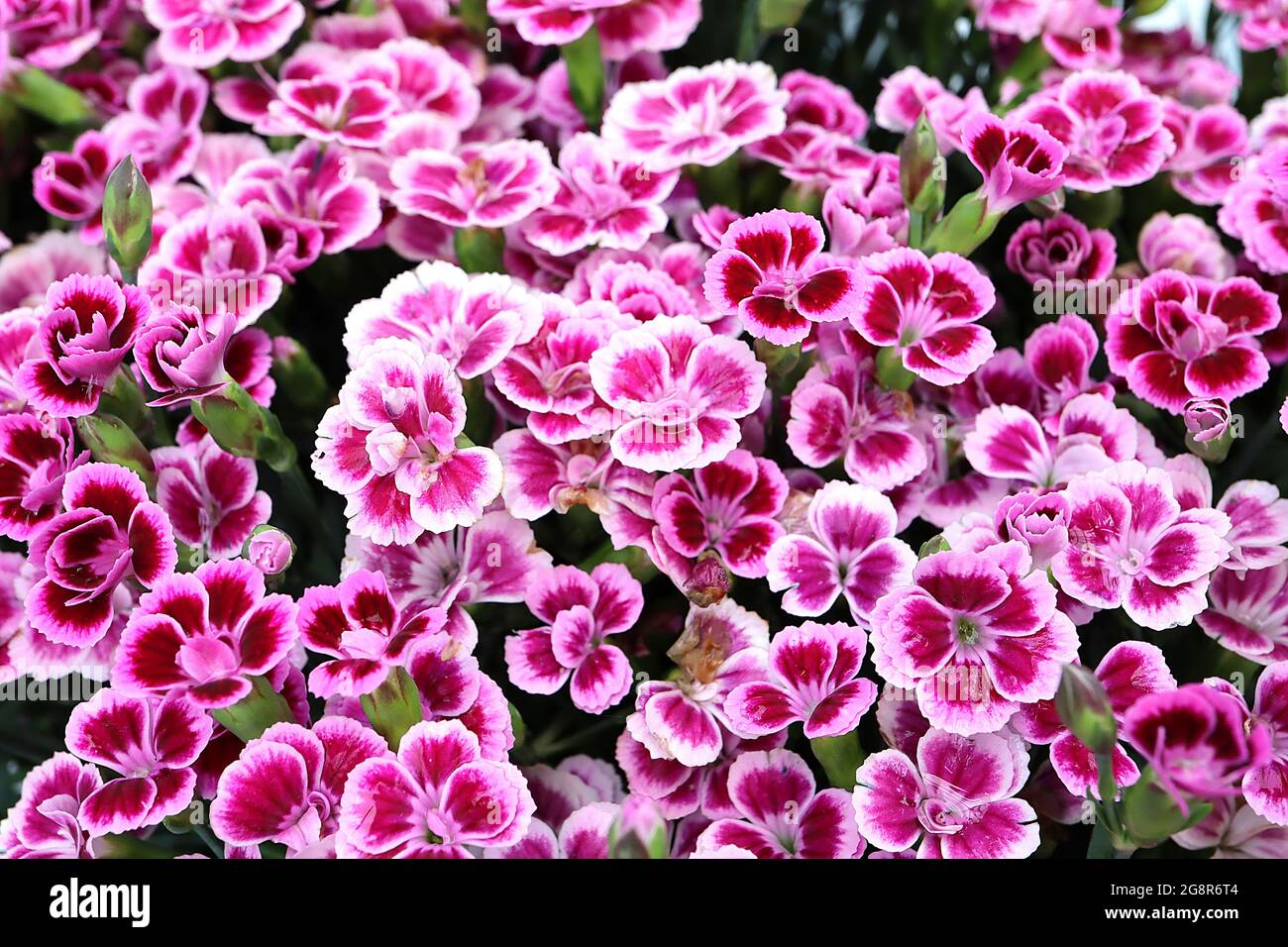 Dianthus ‘garofano dei Kisses rosa / Pink Pink Pink Kisses – fiori doppi con frange rosa pallido e marcature color cremisi, maggio, Inghilterra, Regno Unito Foto Stock