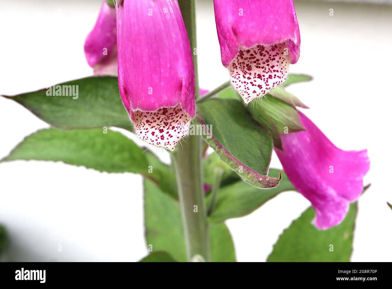 Digitalis purpurea ‘New Forest Purple’ Foxguanto New Forest Purple – lunghi fiori di colore rosa profondo e tubolare con gola bianca e piccole macchie cremisi, maggio, Foto Stock
