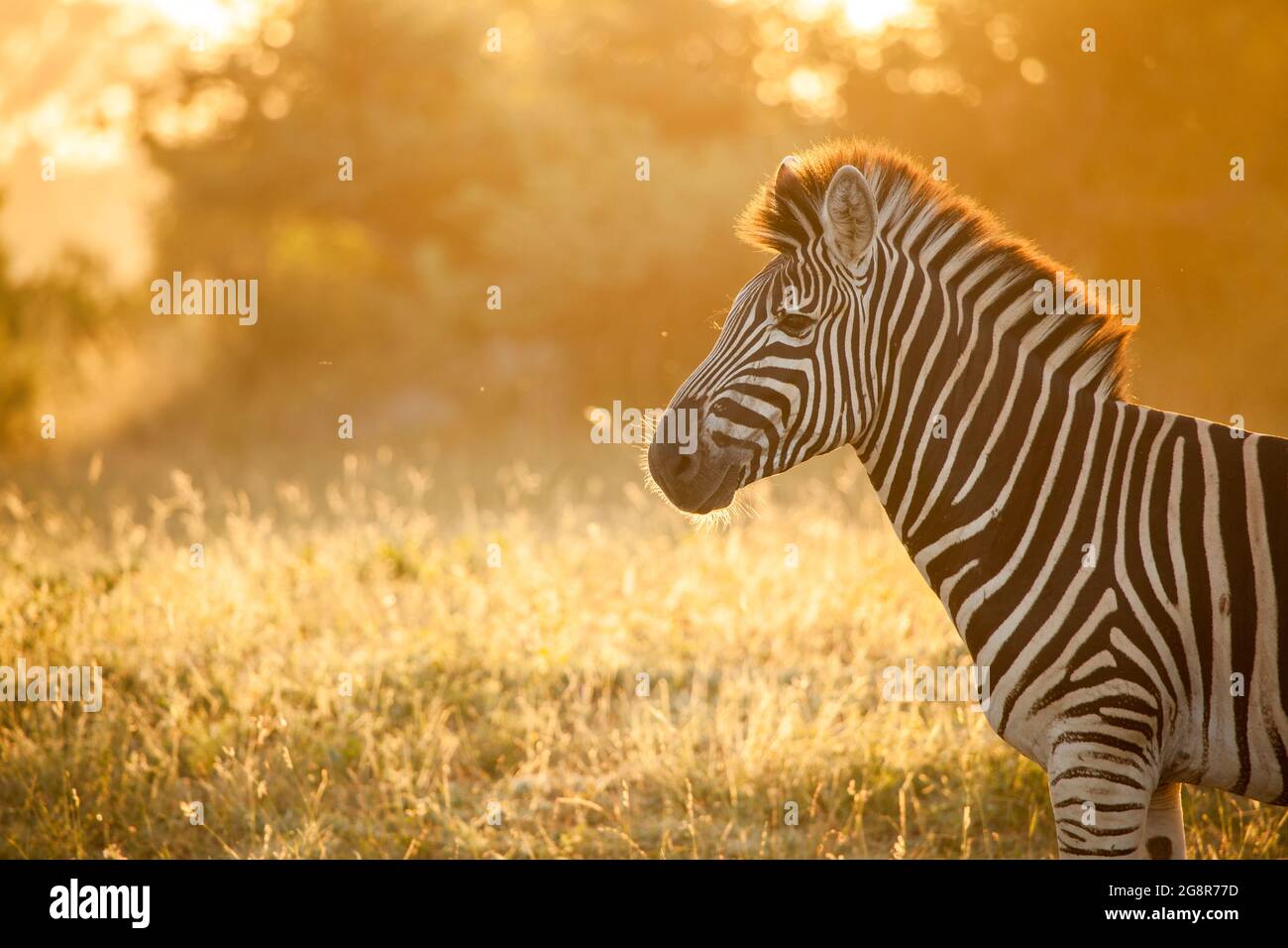 Il profilo laterale della zebra, Equus quagga, retroilluminato da luce dorata Foto Stock