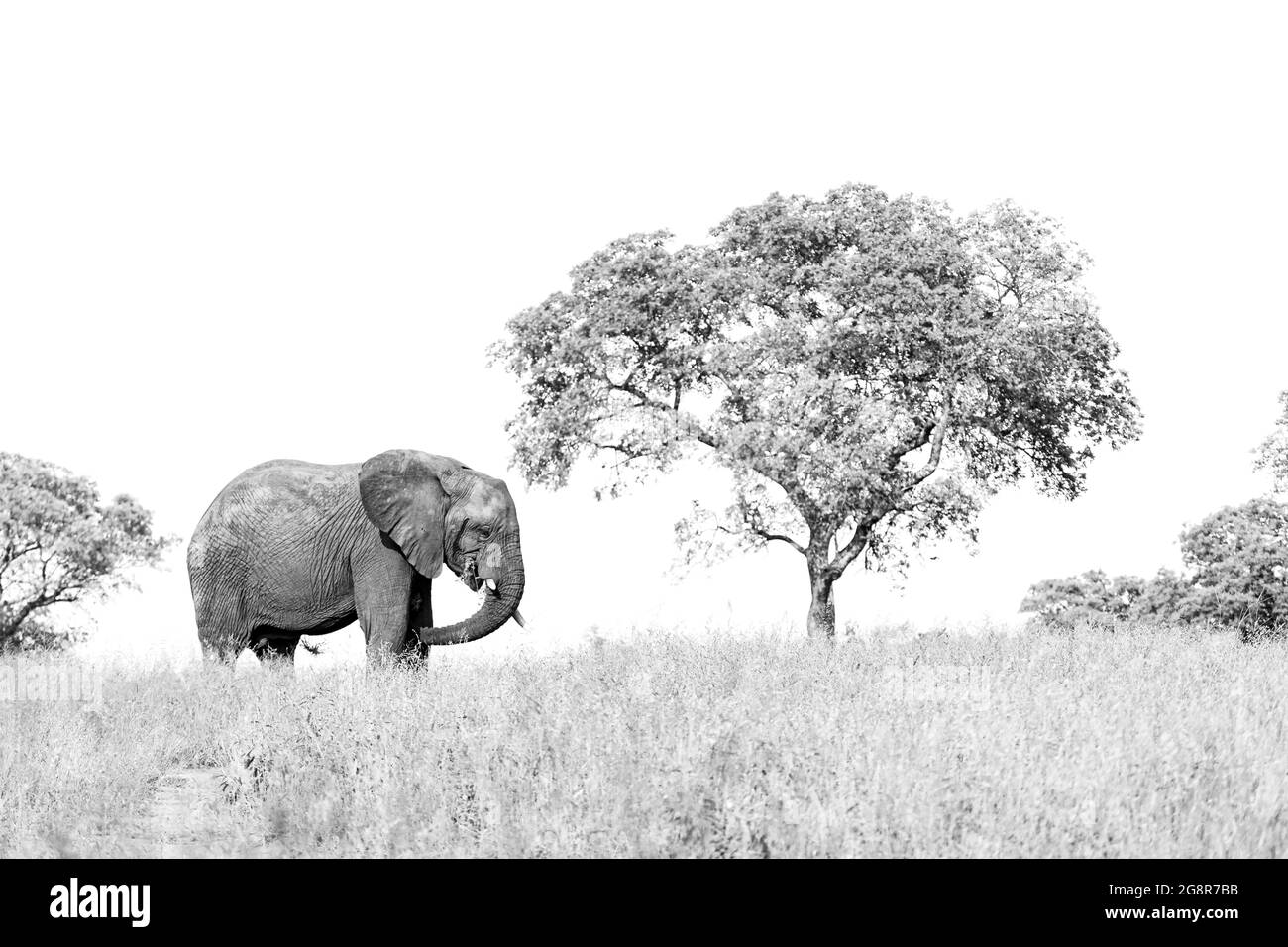 Un elefante, Loxodonta africana, si trova in una radura vicino ad un albero, profilo laterale in bianco e nero Foto Stock