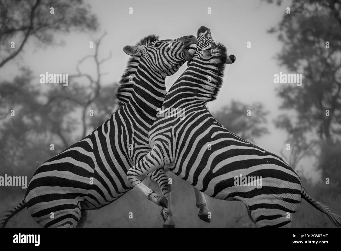 Due zebre, Equus quagga, si alzano sulle gambe posteriori e combattono, in bianco e nero Foto Stock
