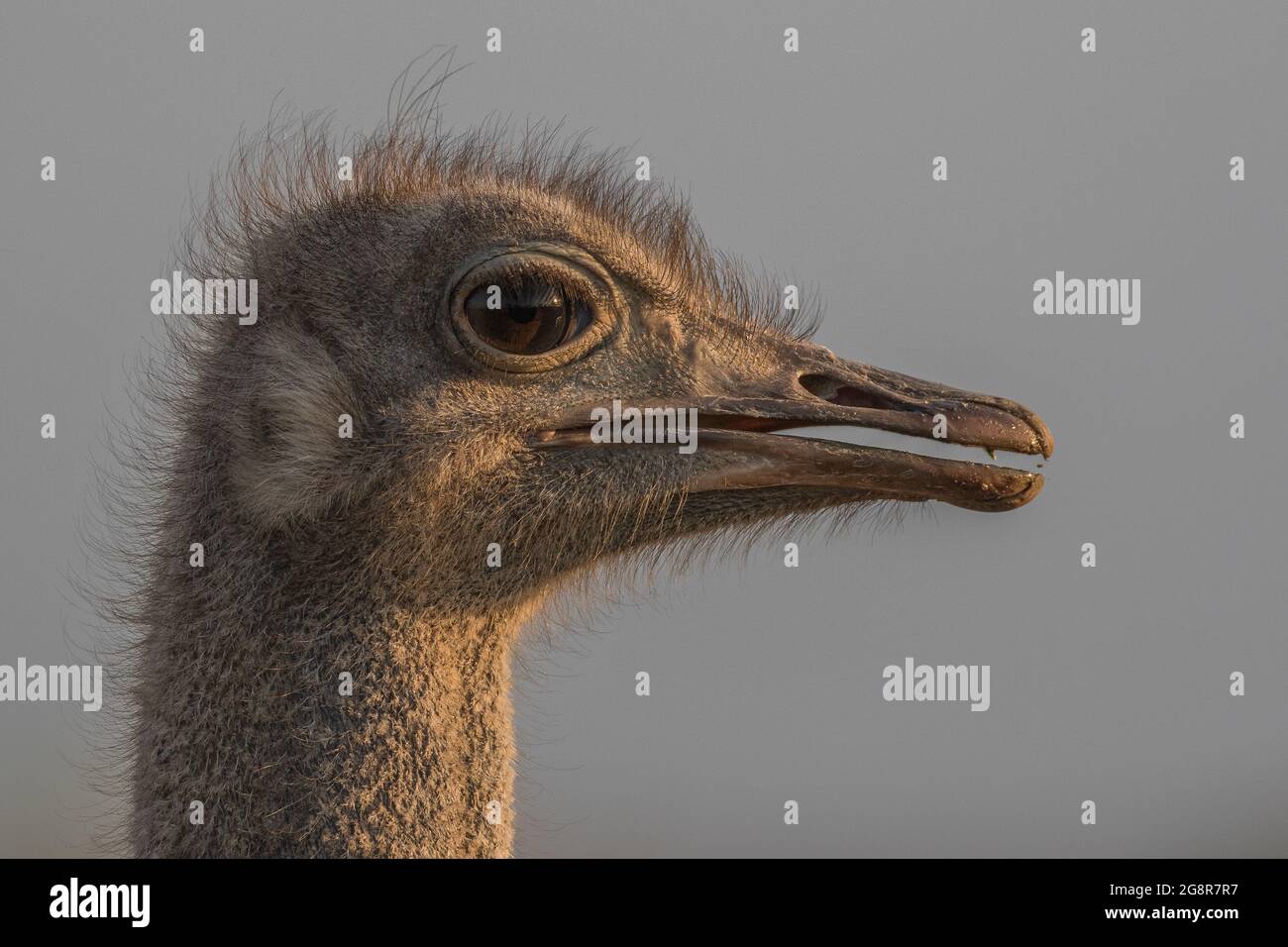 La testa di uno struzzo, Struthio camelus, profilo laterale. Foto Stock