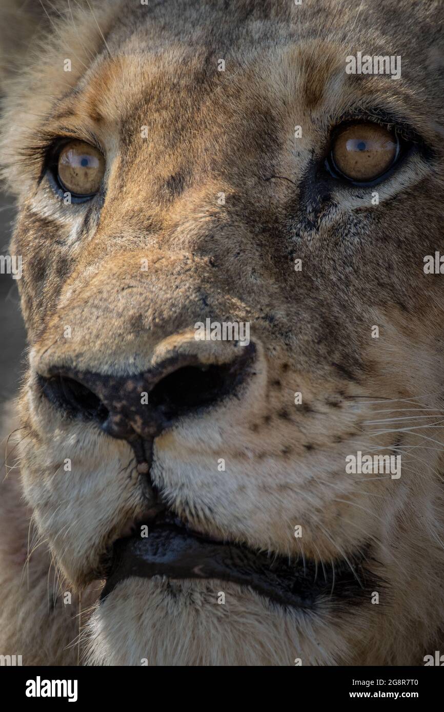 La faccia di un leone maschio, Panthera leo, che guarda fuori dalla cornice. Foto Stock