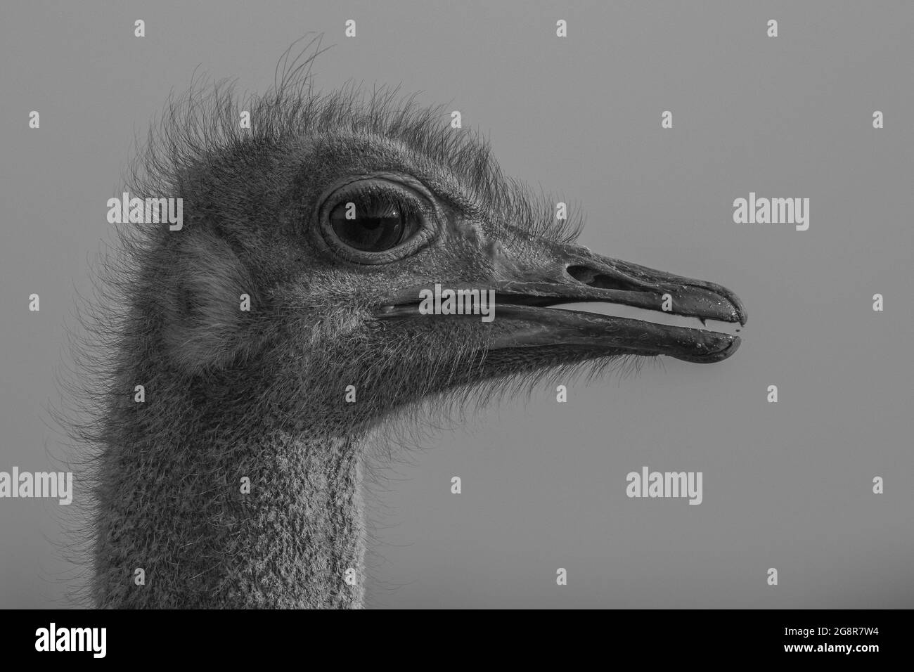 La testa di uno struzzo, Struthio camelus, profilo laterale, in bianco e nero. Foto Stock