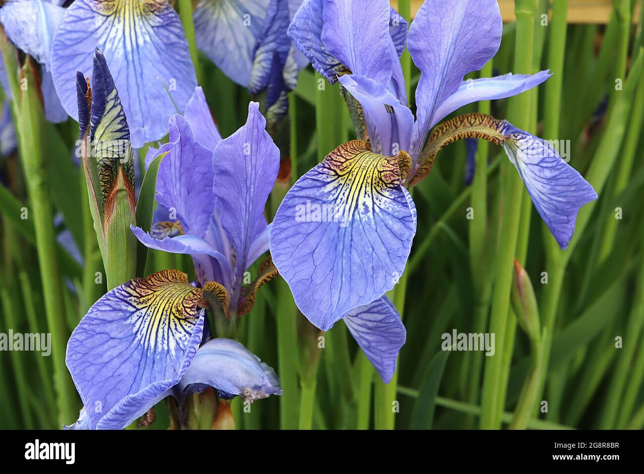 Iris sibirica ‘Perry’s Blue’ (SIB) Iris siberiano Blu di Perry – cascate blu cielo, blottch giallo e bianco con intricate reti, standard blu cielo, Foto Stock