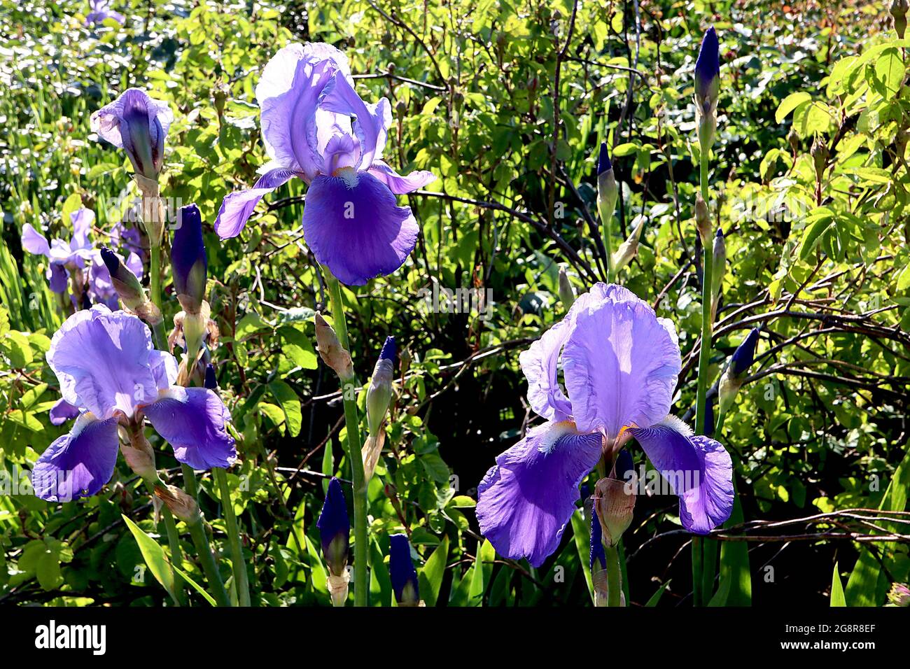 Iris violacea grandiflora (TB) Tall bearded iris violet Falls and standards, rete base, barba gialla, maggio, Inghilterra, REGNO UNITO Foto Stock