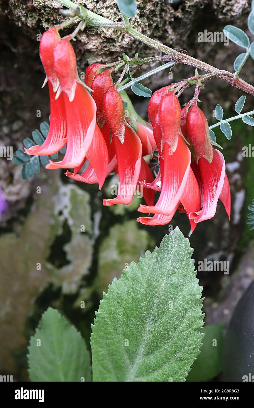 Lessertia montana cancro cespuglio di montagna – fiori rosso scarlatto a forma di artiglio e piccole foglie verdi grigie ovali, maggio, Inghilterra, Regno Unito Foto Stock