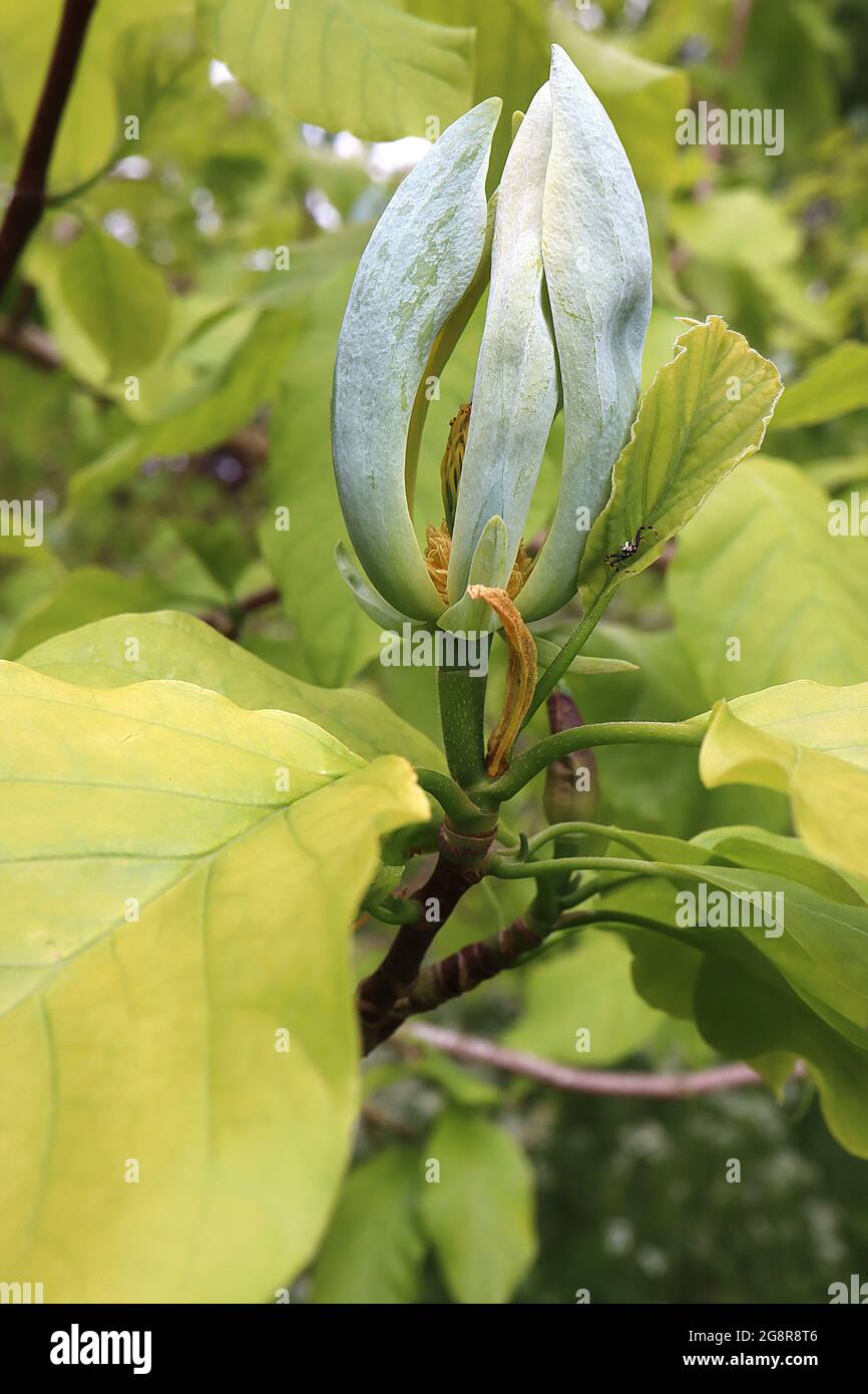 Magnolia acuminata cetriolo – fiori verdi blu con un profumo fresco di cetriolo, maggio, Inghilterra, Regno Unito Foto Stock
