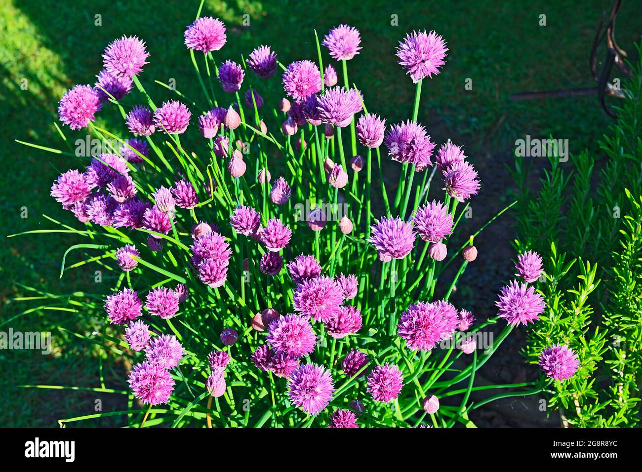 Fiori di allio rosa della pianta ornamentale di erbe Chives Foto Stock