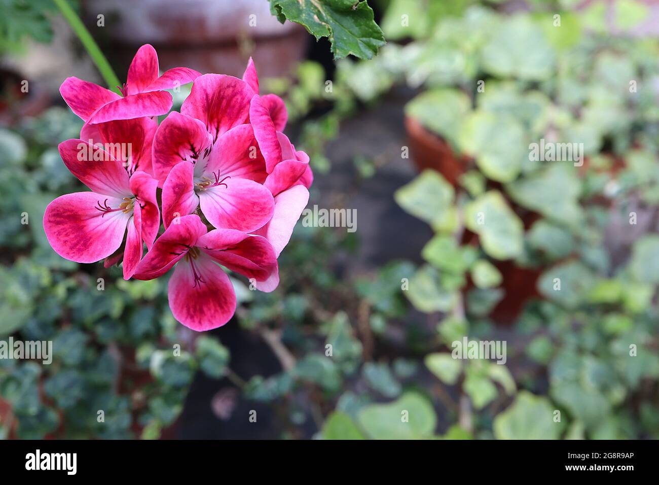 Pelargonium ‘Patons Unique’ fiori rosa intenso con centro rosa e bianco, blottch rosso porpora, maggio, Inghilterra, Regno Unito Foto Stock