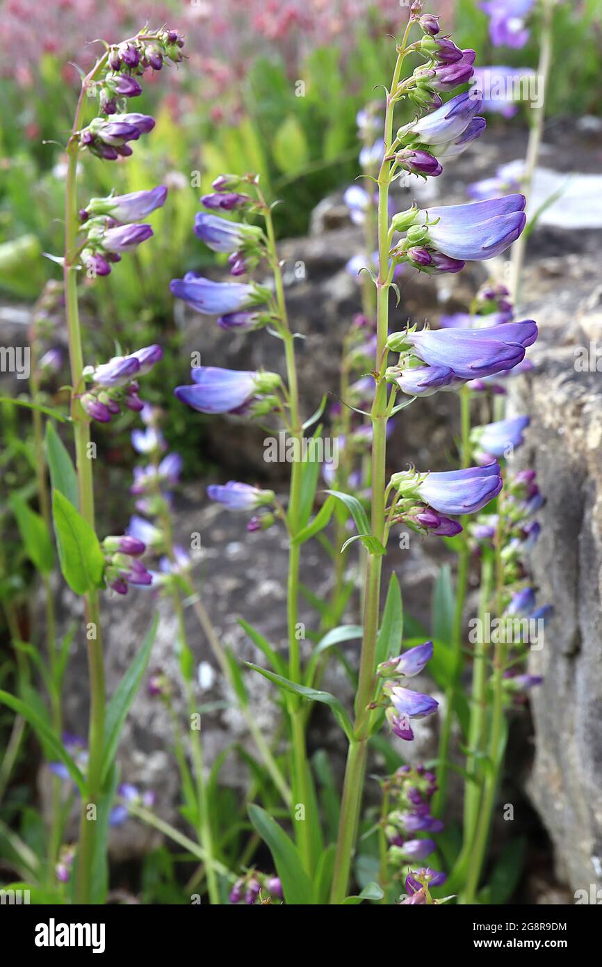 Penstemon glaber var. Alpinus pstemon segato alpino – fiori in erba, base bianca, petali blu violetto e boccioli di fiori viola, maggio, Inghilterra, Regno Unito Foto Stock