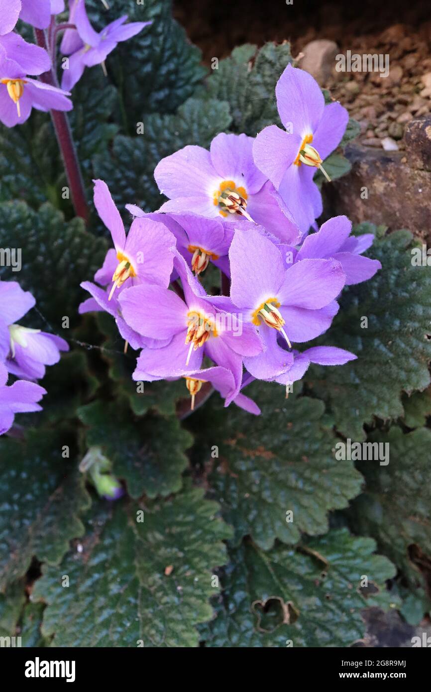 Ramonda myconi violetta dei Pirenei – fiori blu violetto a forma di salice con antere prominenti e foglie rugate roundish, maggio, Inghilterra, Regno Unito Foto Stock