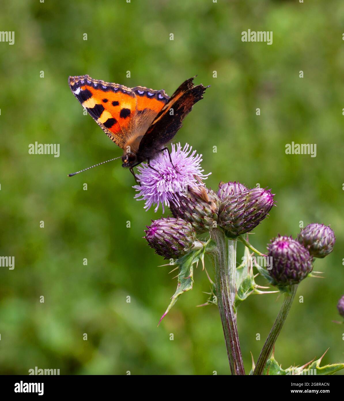 Piccola farfalla Tortoiseshell su un fiore Thistle Foto Stock