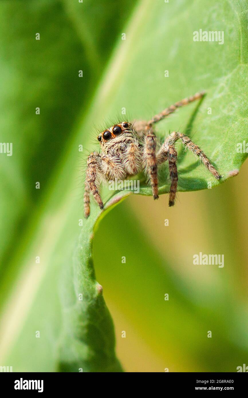 Macro fotografia di un ragno Foto Stock