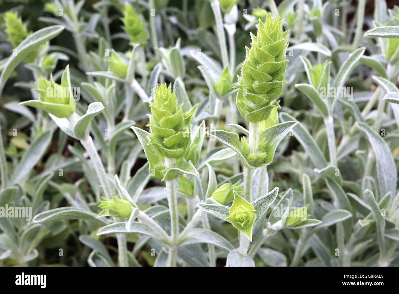 Sideritis syriaca Ironwort – vortici a più livelli di foglie verdi grigie e verdi luminose, fiori in erba, maggio, Inghilterra, Regno Unito Foto Stock