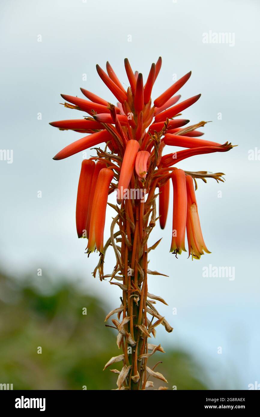 krantz aloe o candelabra aloe, Aloe arborescens, fásodó aloé, Madera, Portogallo, Europa Foto Stock
