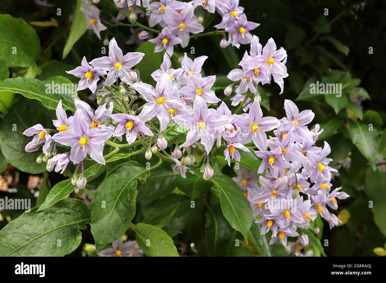 Solanum crispum ‘Glasnevin’ Potato tree Glasnevin – grappoli di fiori a forma di stella di lavanda con resistenza gialla fusa, maggio, Inghilterra, Regno Unito Foto Stock