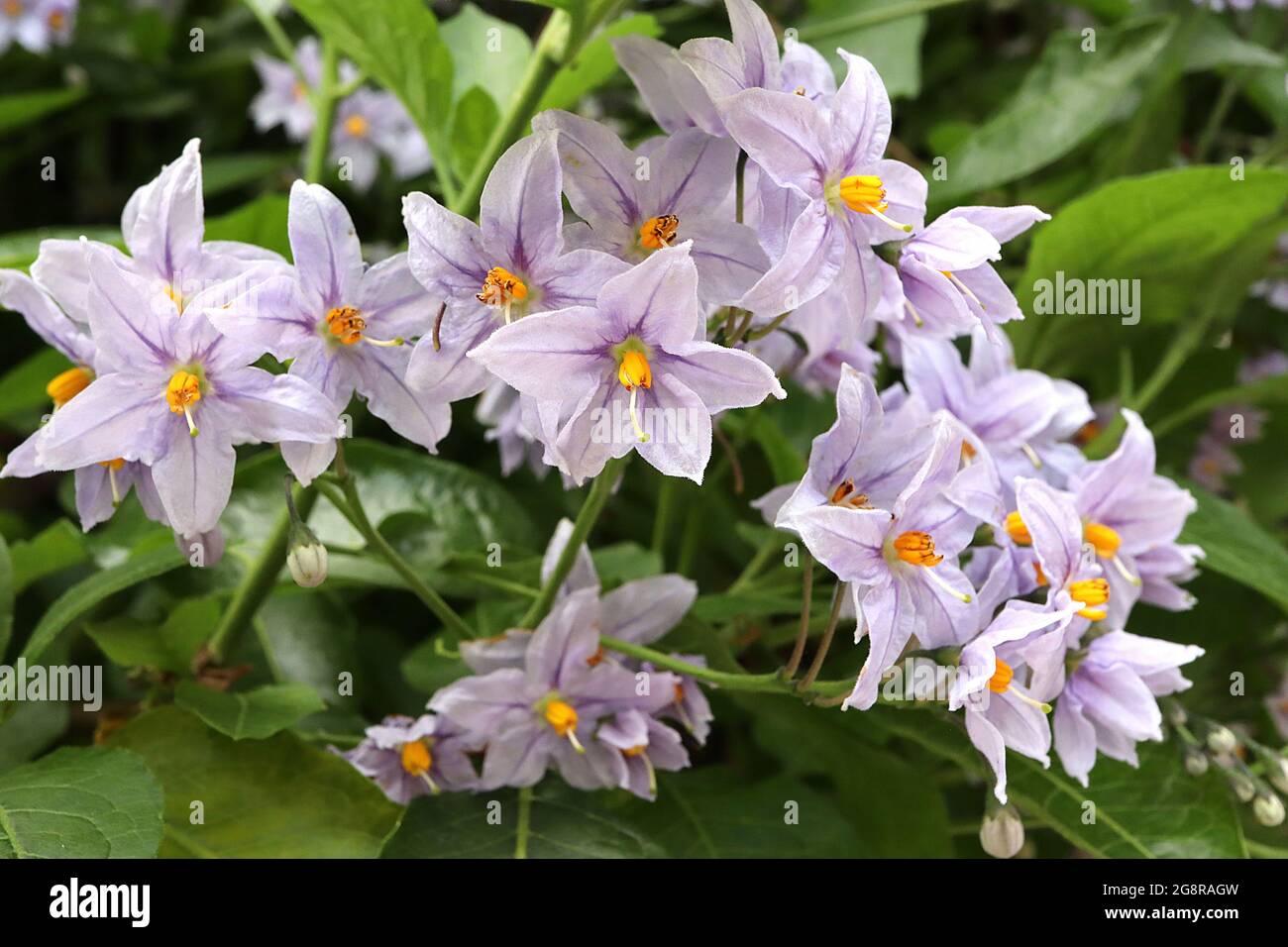 Solanum crispum ‘Glasnevin’ Potato tree Glasnevin – grappoli di fiori a forma di stella di lavanda con resistenza gialla fusa, maggio, Inghilterra, Regno Unito Foto Stock