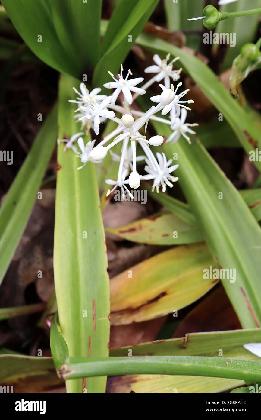 Speirantha gardenii falso giglio della valle – fiori bianchi luminosi a forma di stella in racemi stalked sopra freschi verdi foglie di ovato largo, maggio, Inghilterra Foto Stock