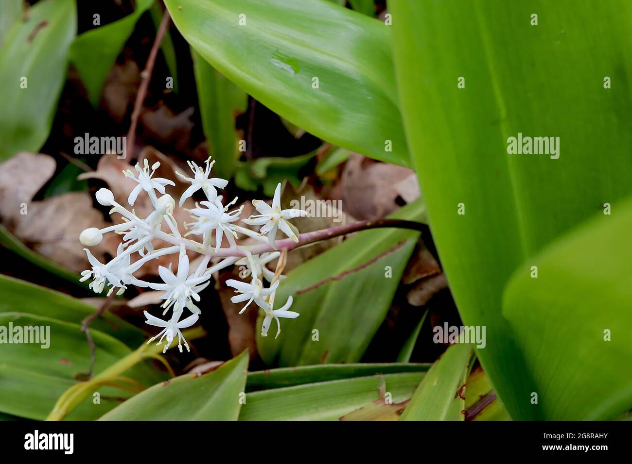 Speirantha gardenii falso giglio della valle – fiori bianchi luminosi a forma di stella in racemi stalked sopra freschi verdi foglie di ovato largo, maggio, Inghilterra Foto Stock