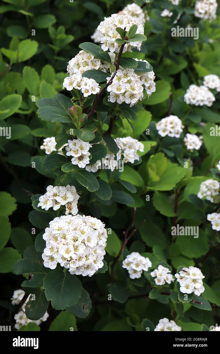 Spiraea x vanhouttei ‘Renaissance’ corona da sposa Vanhoutte spiraea Renaissance – grappoli a cupola di piccoli fiori bianchi su rami pendolari, maggio, Regno Unito Foto Stock