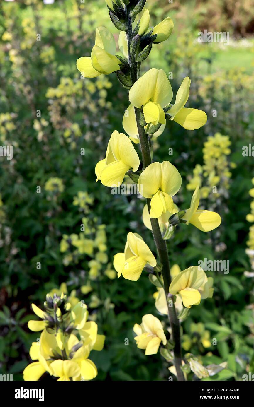 Thermopsis lanceolata falsa lupino – fiori color giallo pallido a forma di pisello su steli di colore verde nero, maggio, Inghilterra, Regno Unito Foto Stock