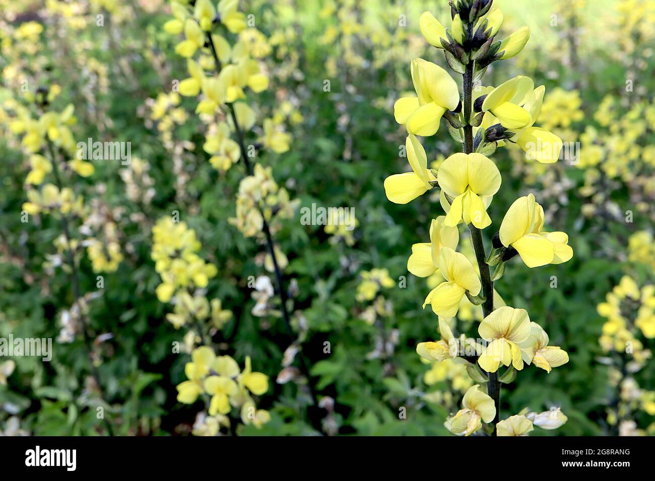 Thermopsis lanceolata falsa lupino – fiori color giallo pallido a forma di pisello su steli di colore verde nero, maggio, Inghilterra, Regno Unito Foto Stock