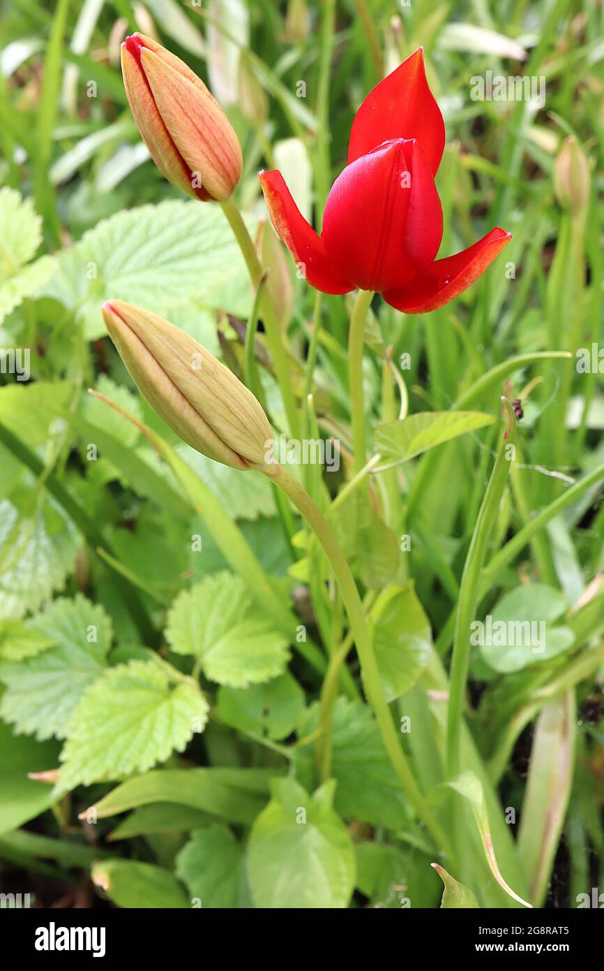 Tulipa sprengeri specie tulipano 15 tulipano dello Sprenger – piccoli fiori rossi con petali esterni di colore giallo beige, maggio, Inghilterra, Regno Unito Foto Stock