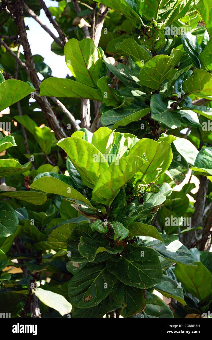 Fico a foglia di fico, Geigen-Feige, Ficus lyrata, lantlevelű fikusz, Madera, Portogallo, Europa Foto Stock