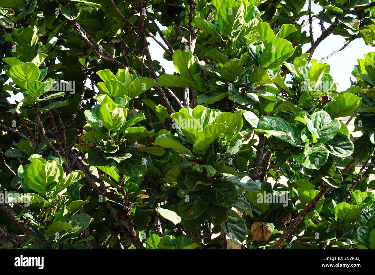 Fico a foglia di fico, Geigen-Feige, Ficus lyrata, lantlevelű fikusz, Madera, Portogallo, Europa Foto Stock