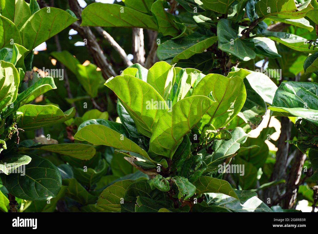 Fico a foglia di fico, Geigen-Feige, Ficus lyrata, lantlevelű fikusz, Madera, Portogallo, Europa Foto Stock