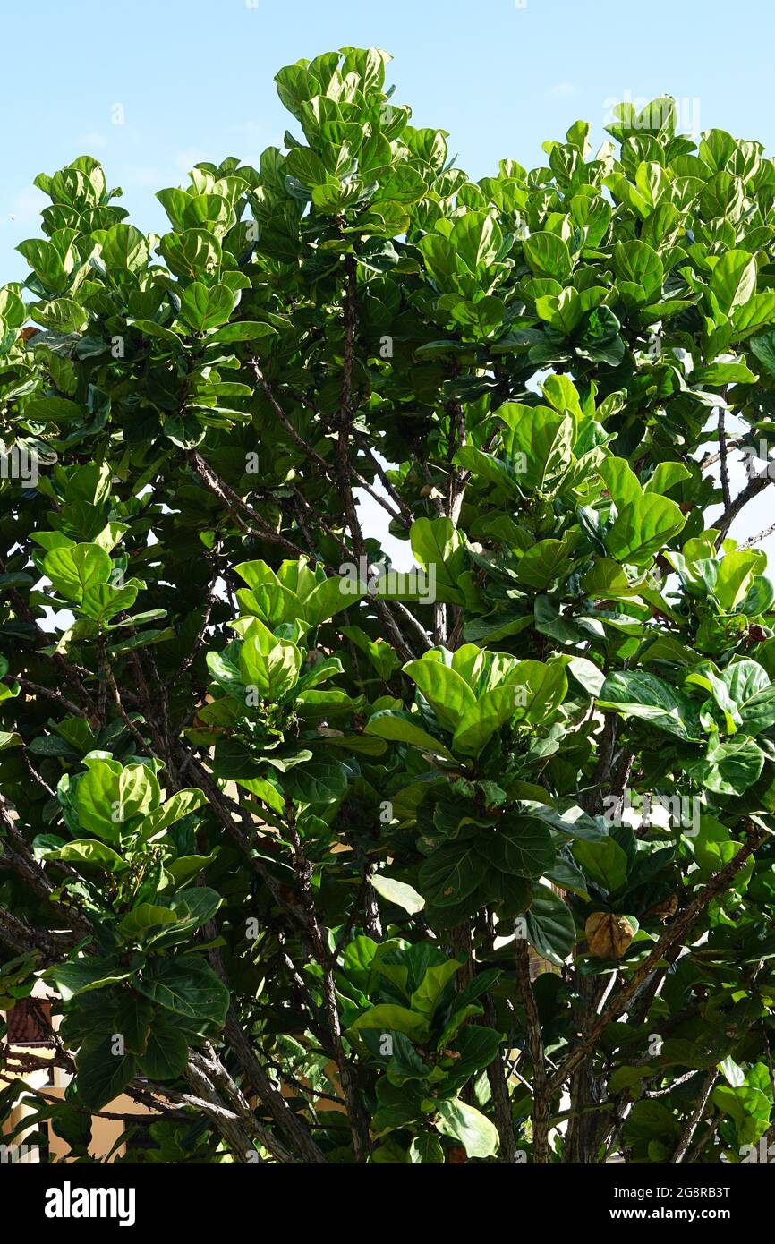 Fico a foglia di fico, Geigen-Feige, Ficus lyrata, lantlevelű fikusz, Madera, Portogallo, Europa Foto Stock
