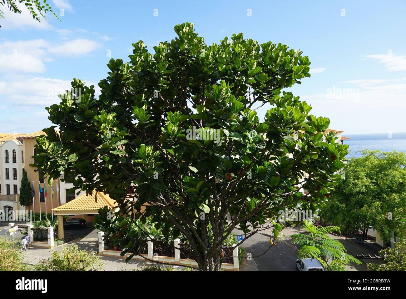 Fico a foglia di fico, Geigen-Feige, Ficus lyrata, lantlevelű fikusz, Madera, Portogallo, Europa Foto Stock