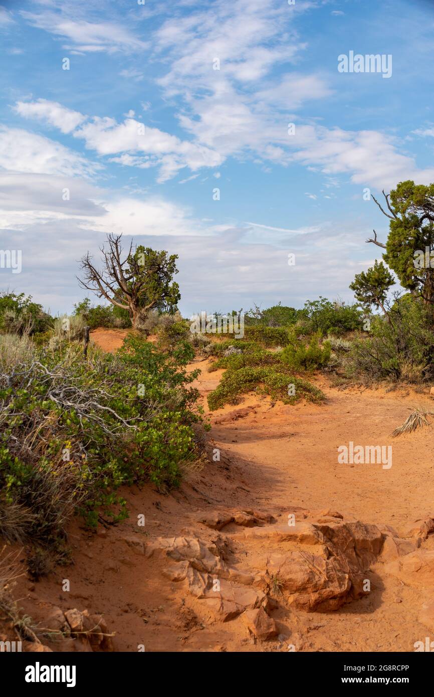 Paesaggio desertico in avvicinamento al punto di osservazione. Zion National Park, Utah, Illinois Foto Stock