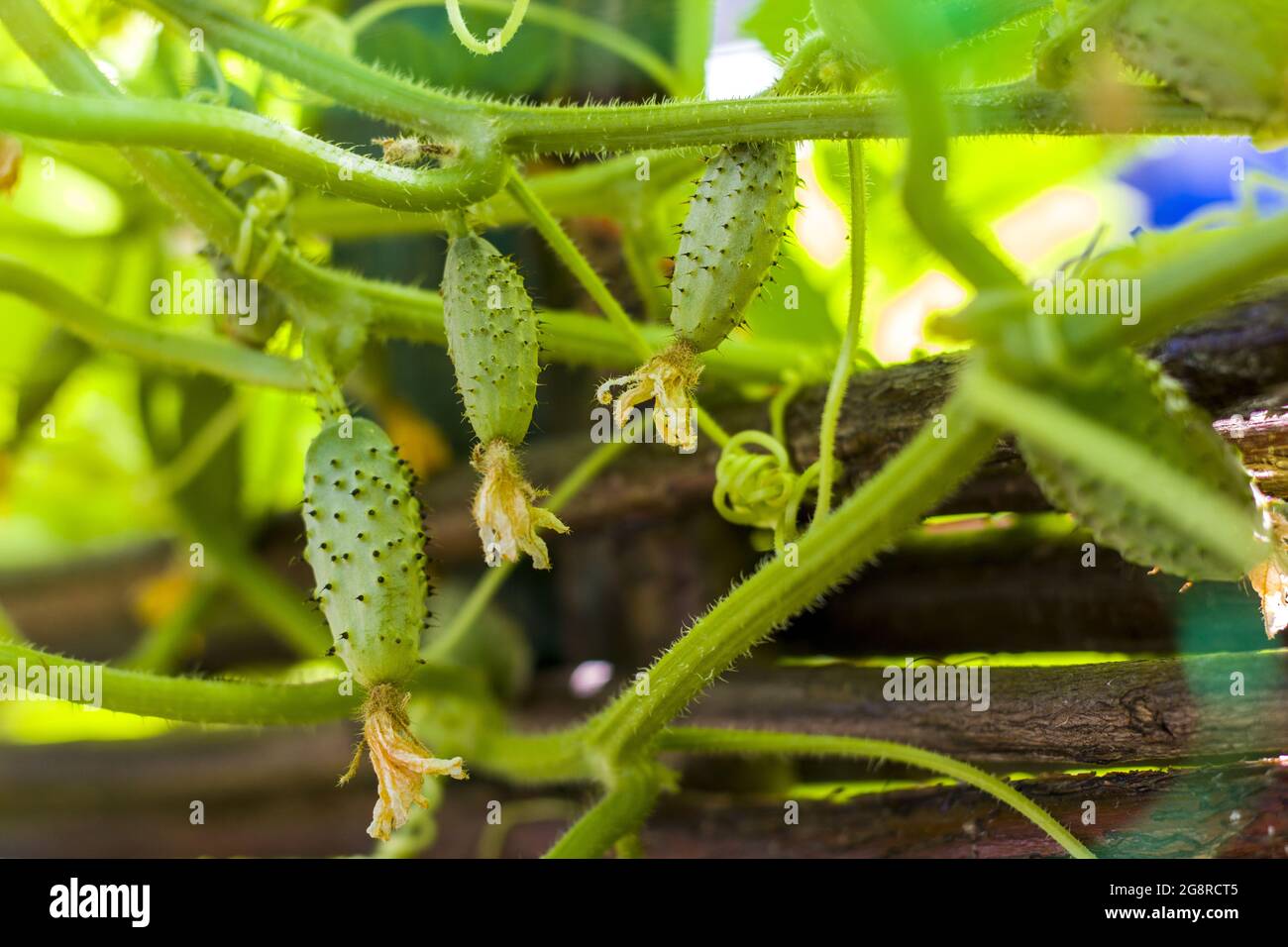 Tre cetrioli di cetrioli di gherkins che crescono in giardino. Agricoltura vegetale sfondo. Raccolta di cuke verde Foto Stock