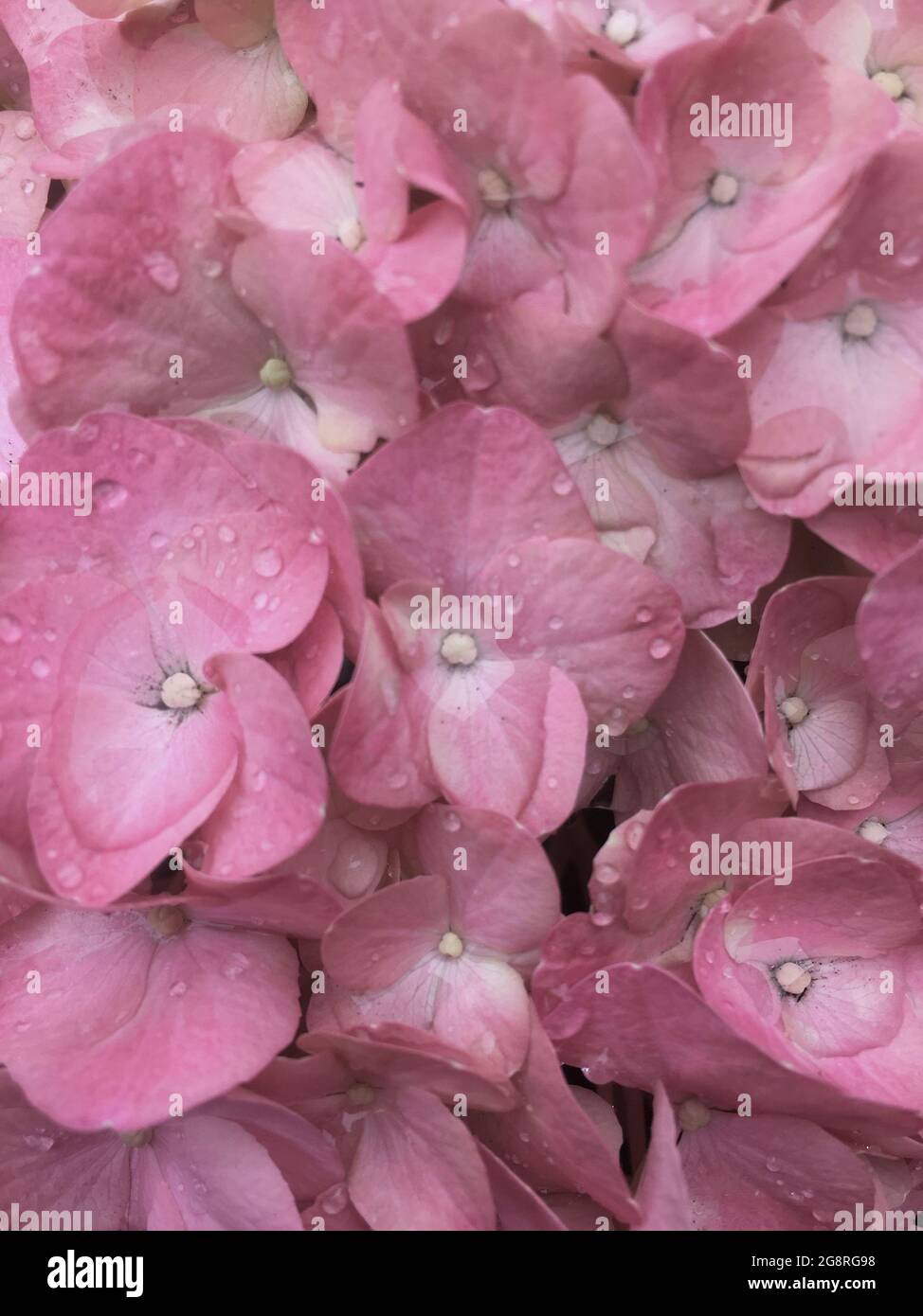 L'ortangea rosa si avvicina in luce naturale e con gocce d'acqua. Foto Stock