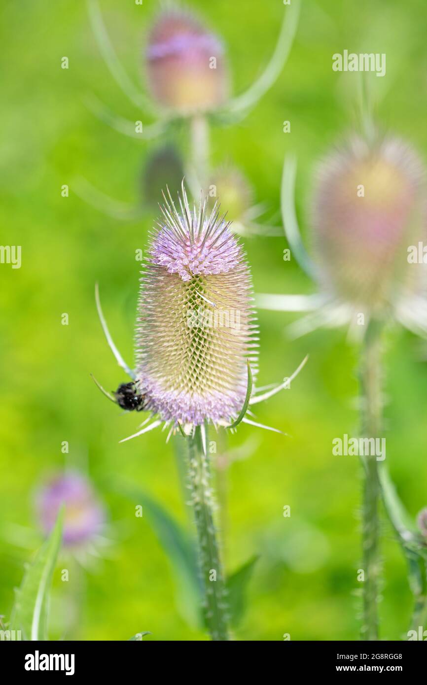 Teasel selvatico in fiore da vicino Foto Stock